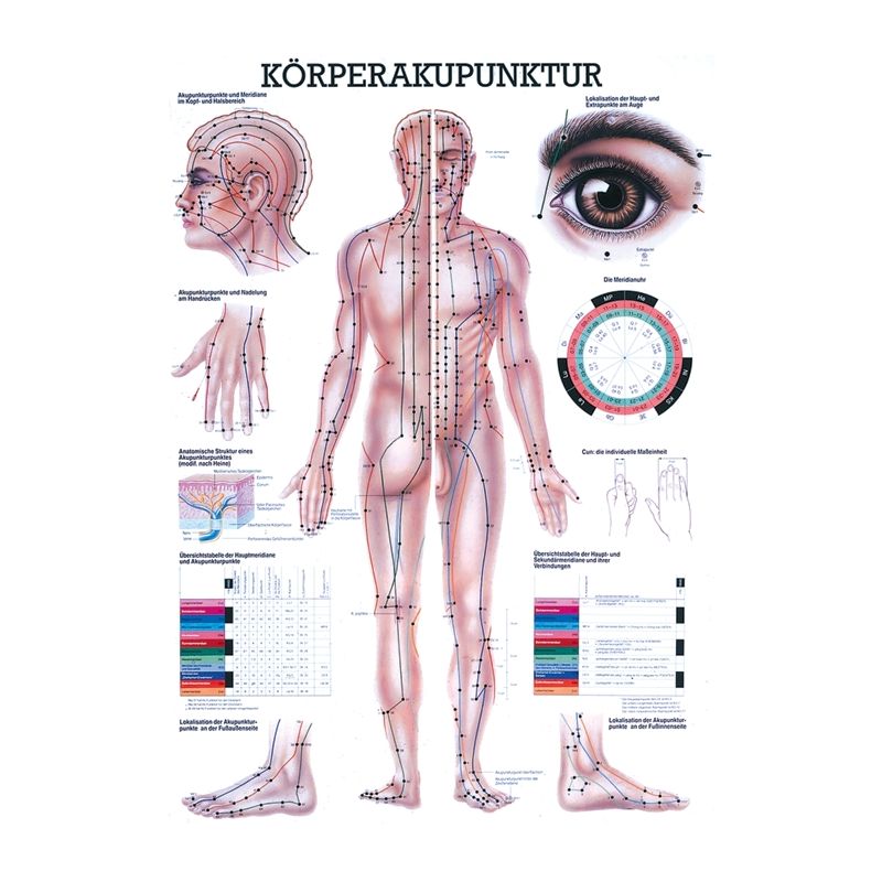 anat. Mini-Poster: Körperakupunktur